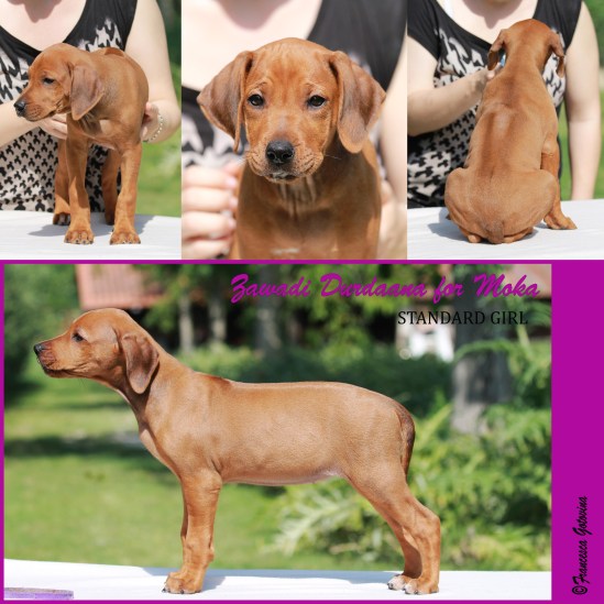 MISS VIOLET mala res