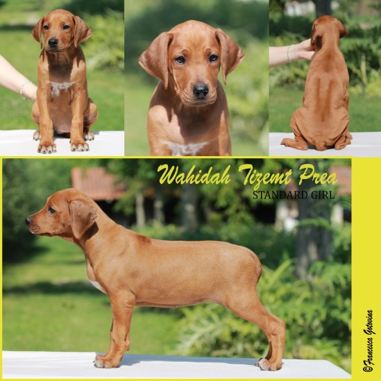 miss yellow mala res