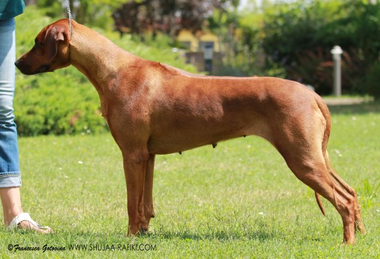 nina stack small res