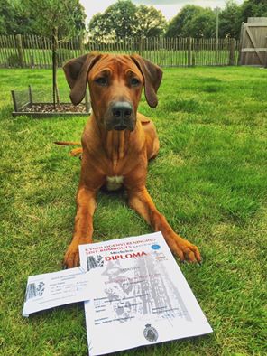 13340213_587471198081800_8365729053799422056_o