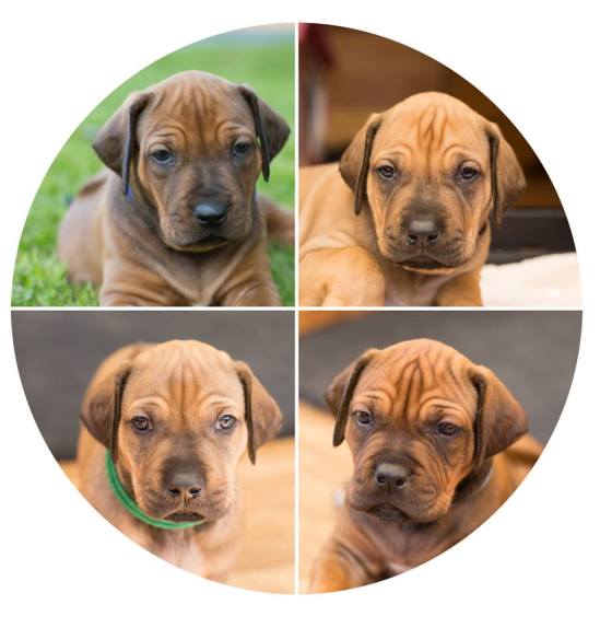 berry's puppies kennel akani's clan