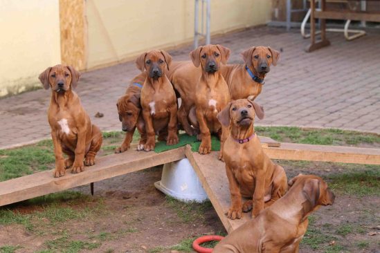 black, ruby, sunny, sapphire chester