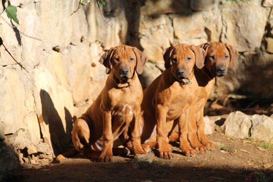 blue navy, sunshine, red