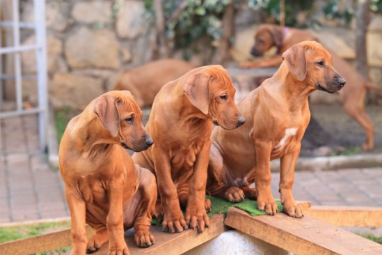 vanilla, light blue, sunny