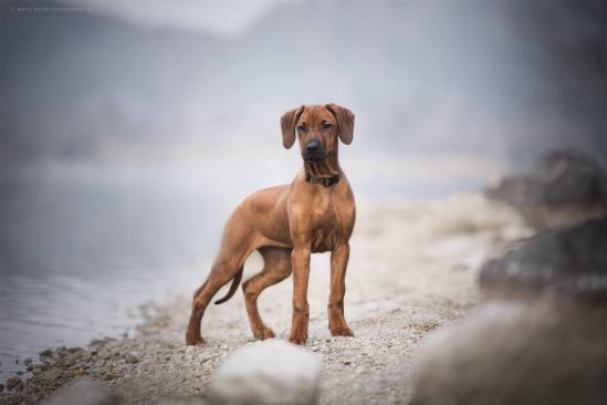 26853545_2043640475652268_201337332_o