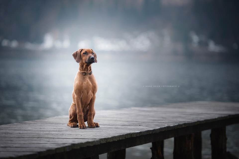 PRINCESS GRACE…. | rhodesian ridgeback shujaa rafiki