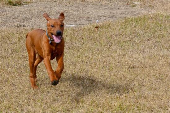 catcher (light blue)