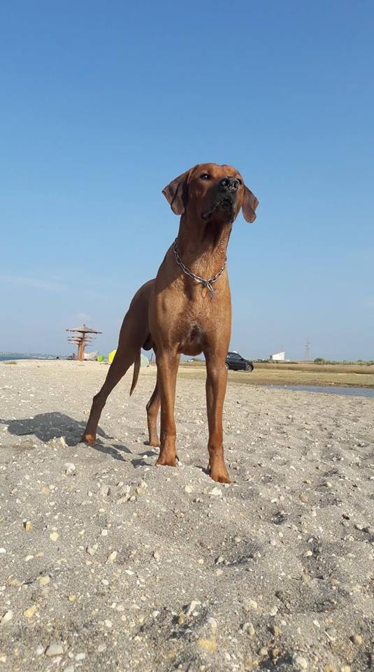 38817886_485061225305452_4113991530358767616_n