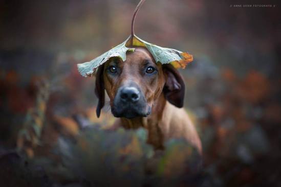 42045383_1960879807288405_5357031176936620032_n