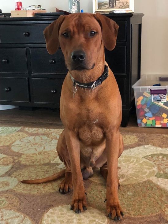 44846063_519023455271037_1898604646977503232_n