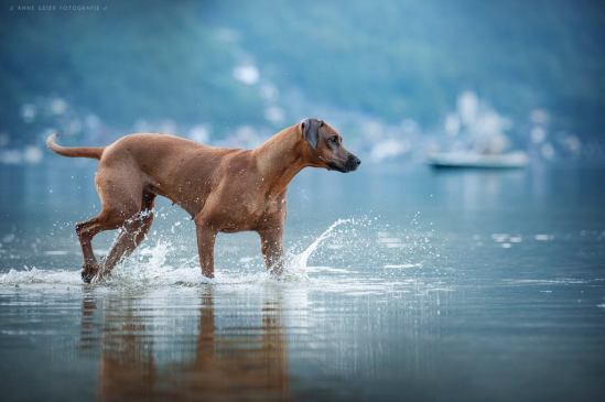 48411709_600224290431836_8369572112238641152_n