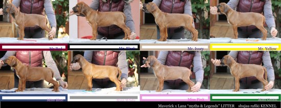 litter 8 weeks photoshooting