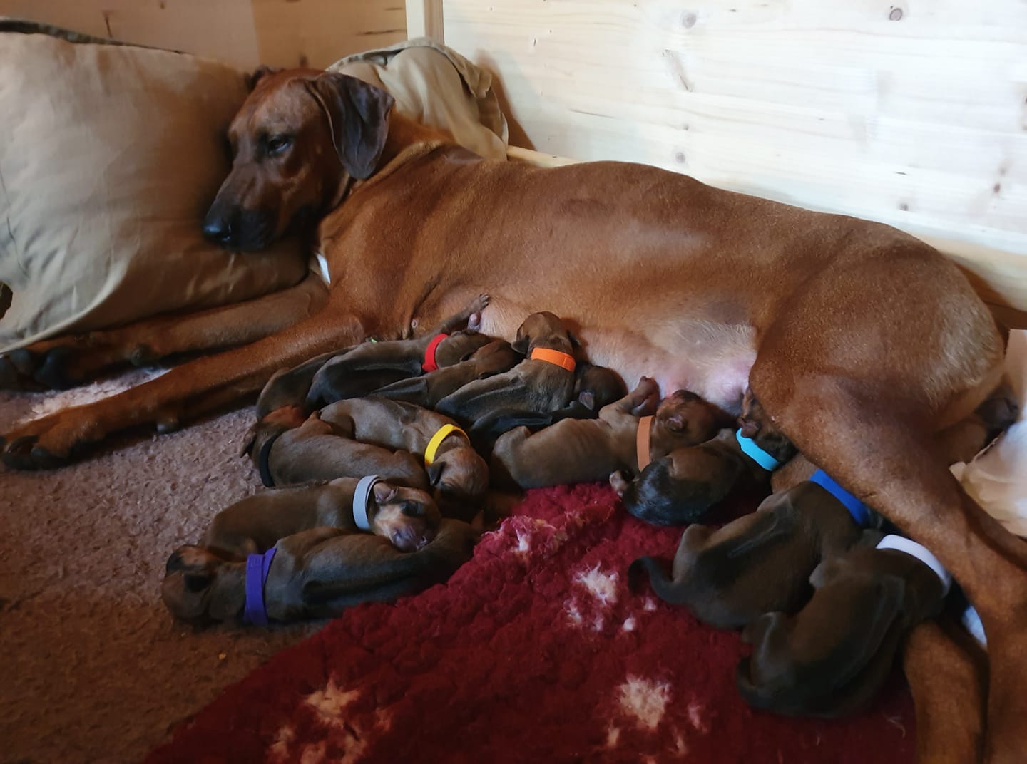 WE HAVE PUPPIES !!! | rhodesian ridgeback shujaa rafiki