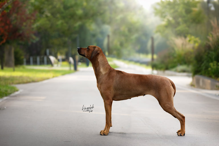 Beautiful Candy | rhodesian ridgeback shujaa rafiki