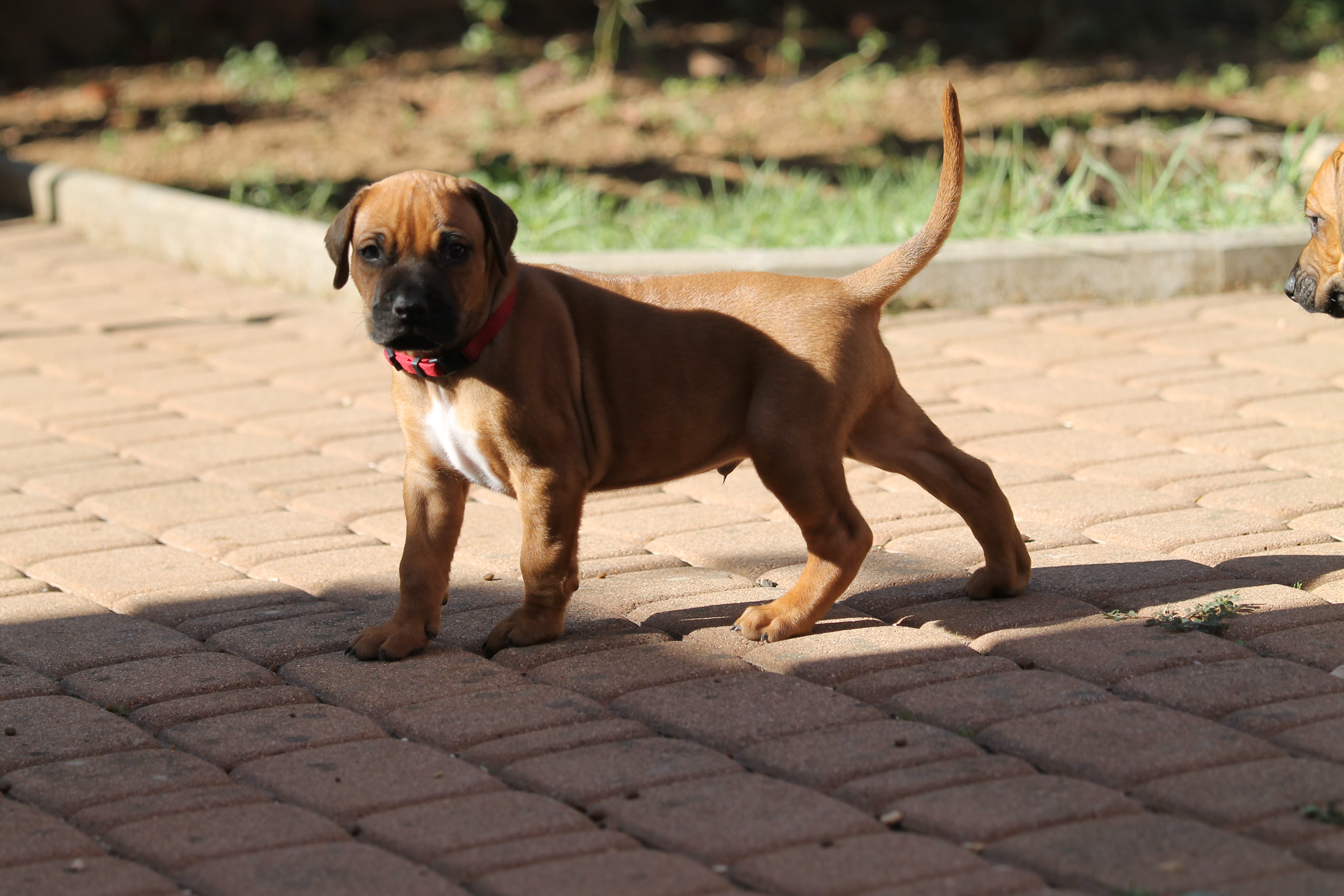 5TH, WEEK, IN THE GARDEN | rhodesian ridgeback shujaa rafiki