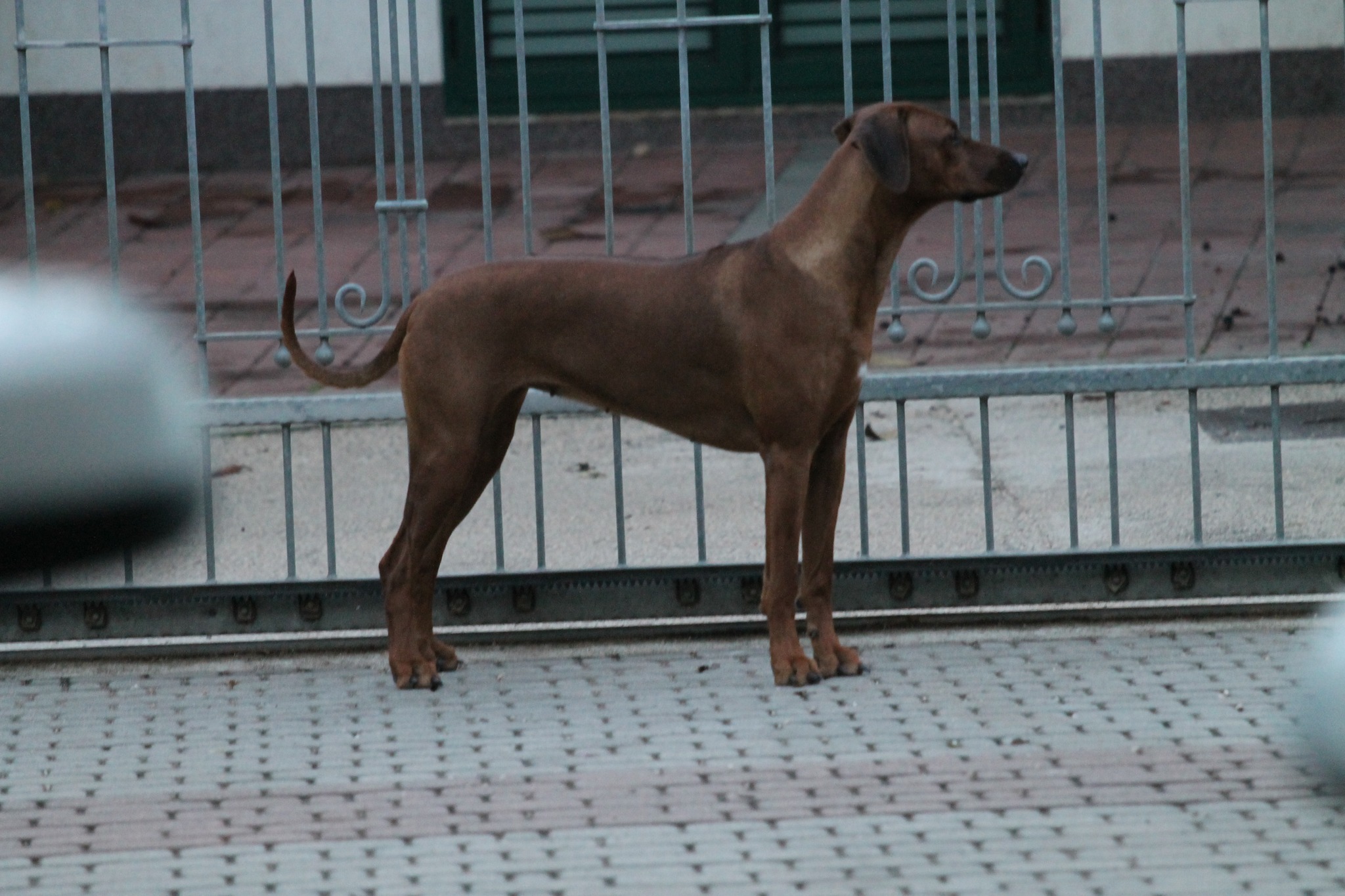 Zejak Ridgebacks ZOE | rhodesian ridgeback shujaa rafiki