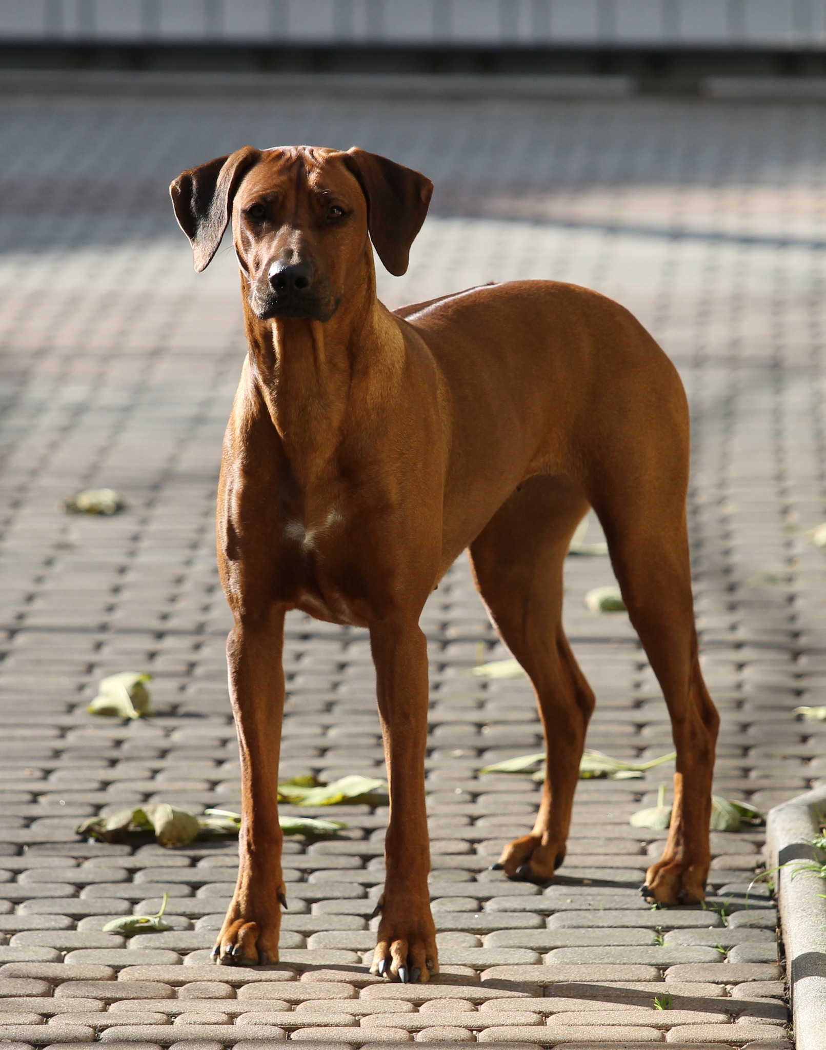 ZOE | rhodesian ridgeback shujaa rafiki
